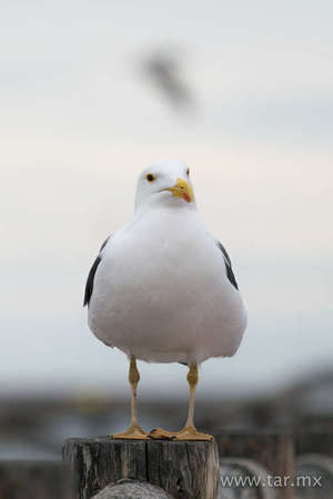 Gaviota