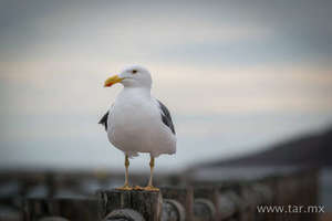 Gaviota