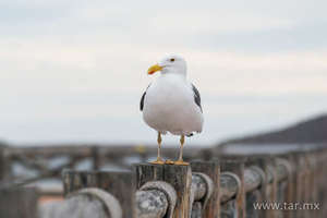 Gaviota