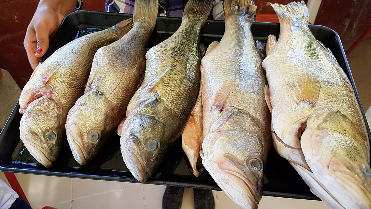 Lobinas de la presa Francisco Zarco