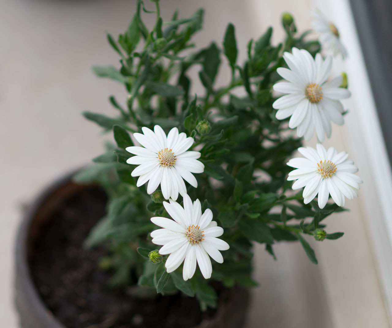 flores