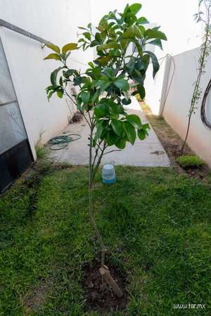 naranjo, nuevo árbol