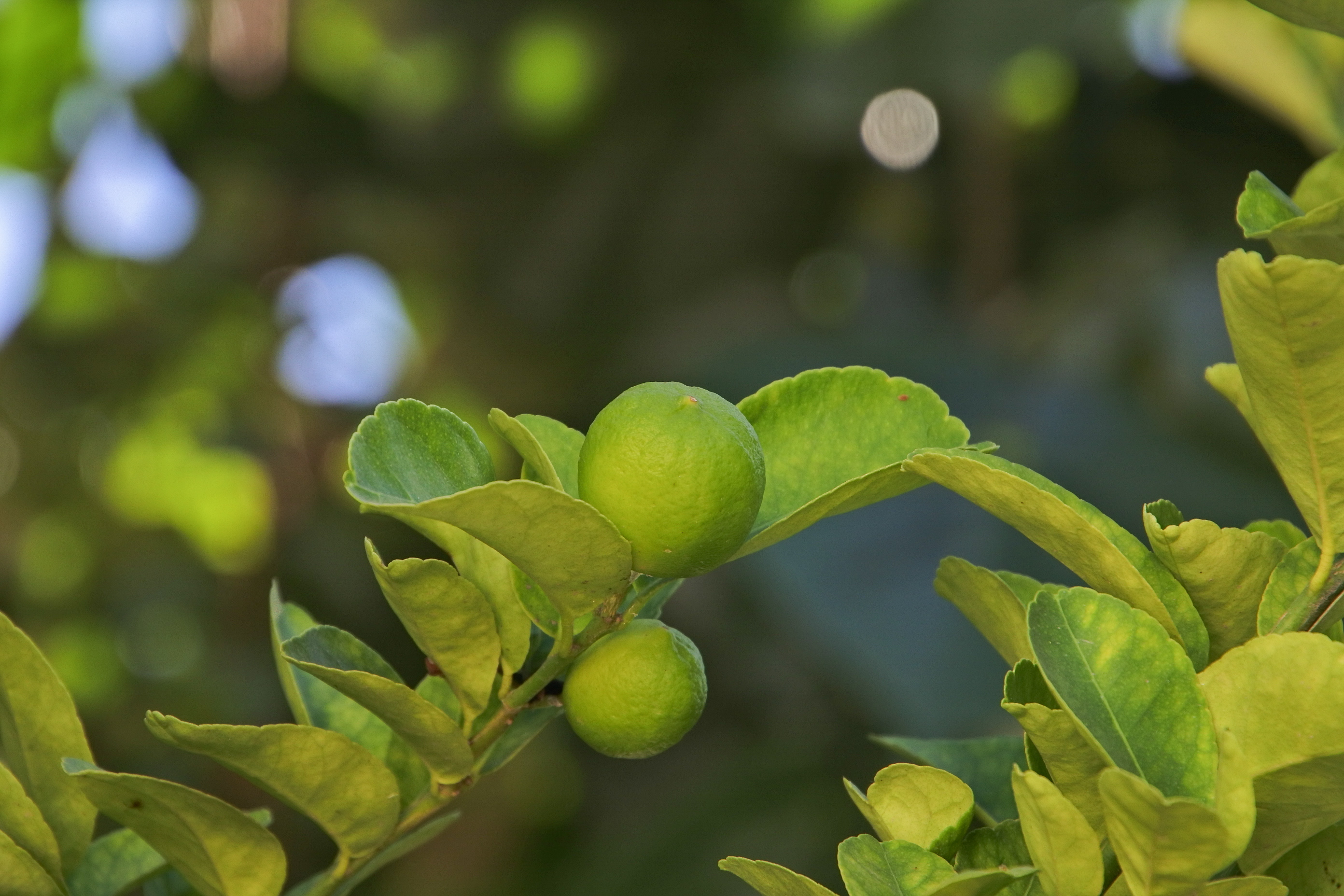 limones